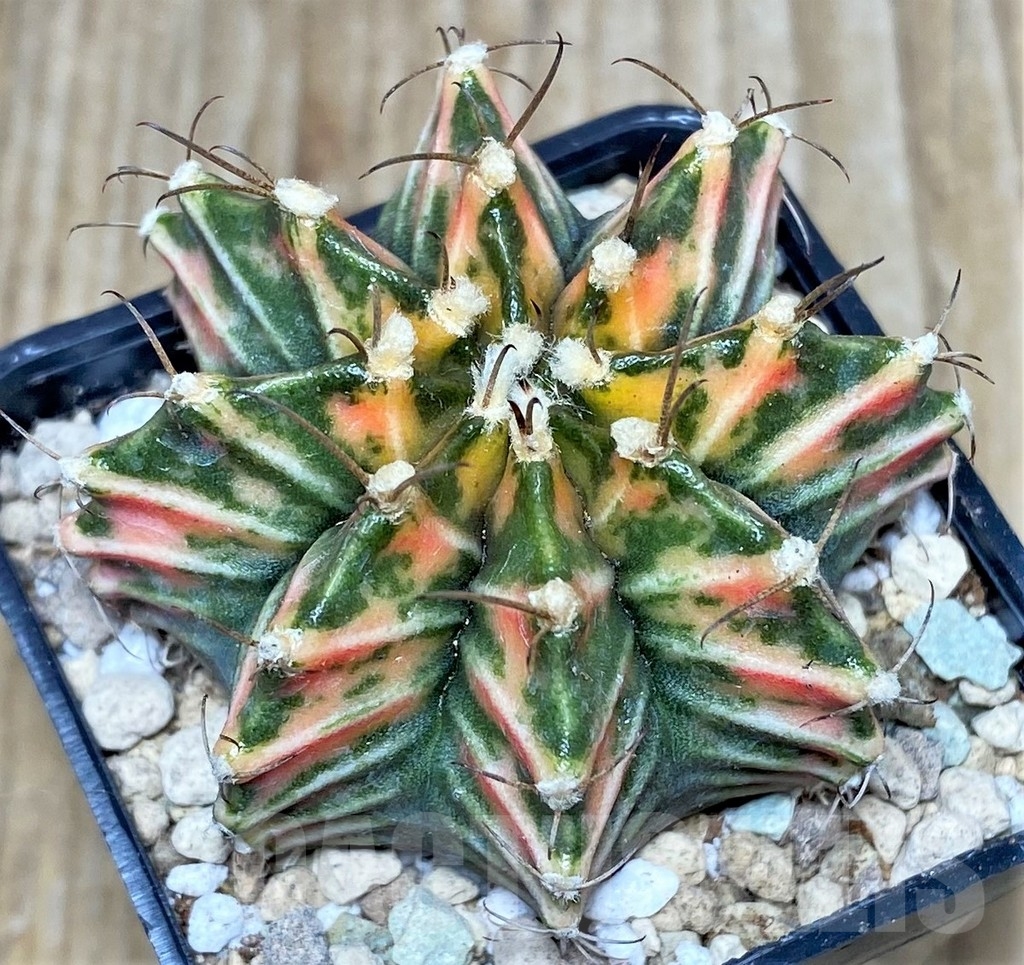 SHPR17438 Gymnocalycium friedrichii 'Agua Dulce' f. variegata - immagine 3