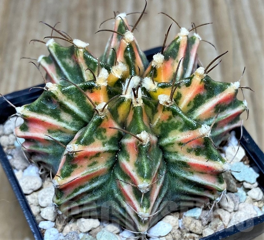 SHPR17438 Gymnocalycium friedrichii 'Agua Dulce' f. variegata
