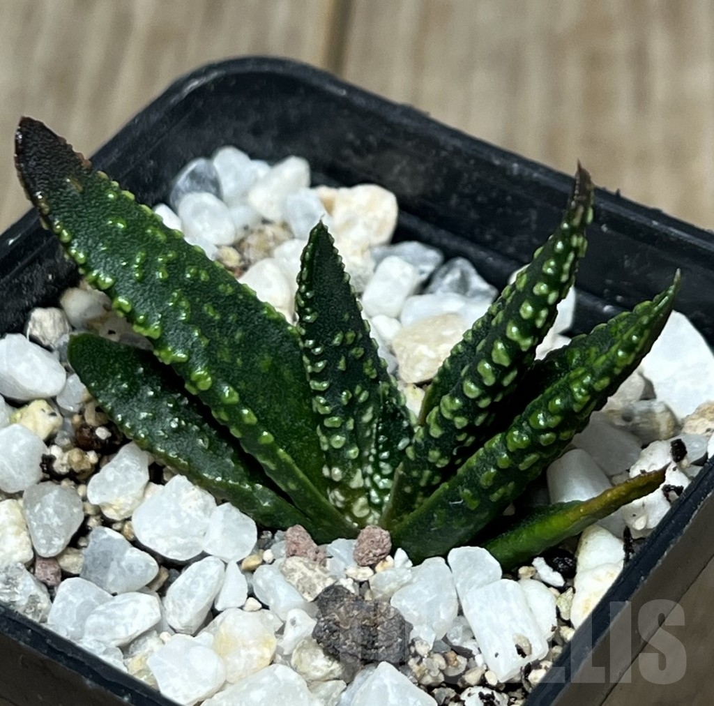 SHPR17578 Haworthia pumila SH select G268