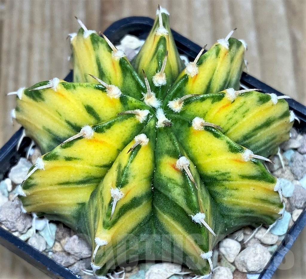 SHPR17440 Gymnocalycium friedrichii 'Agua Dulce' f. variegata - Image 2