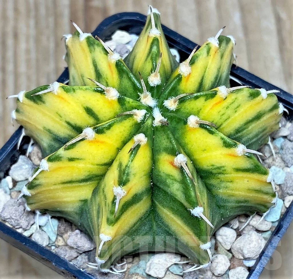SHPR17440 Gymnocalycium friedrichii 'Agua Dulce' f. variegata
