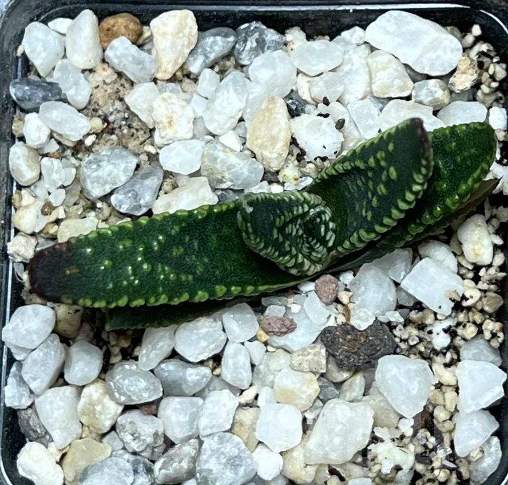 SHPR17578 Haworthia pumila SH select G268 - Image 2