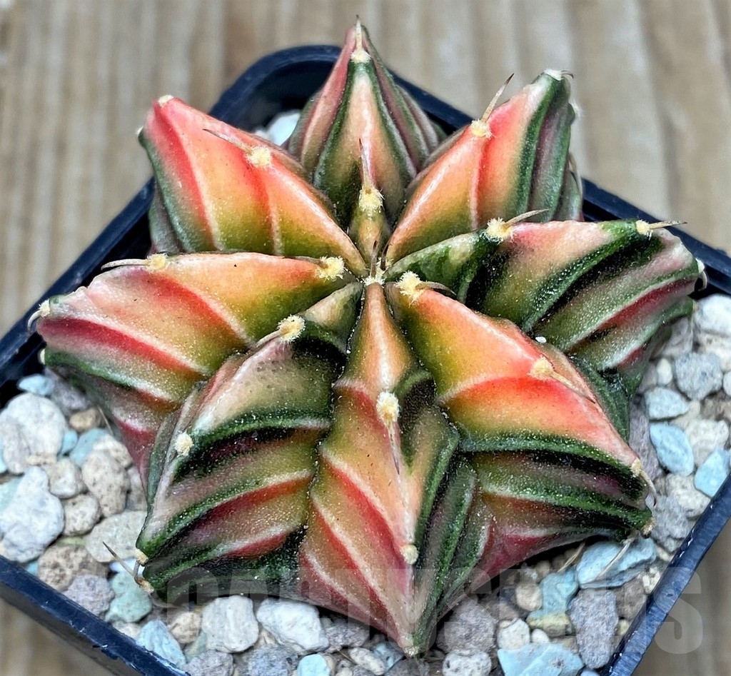 SHPR17441 Gymnocalycium friedrichii 'Agua Dulce' f. variegata - Image 2