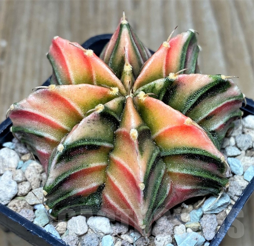 SHPR17441 Gymnocalycium friedrichii 'Agua Dulce' f. variegata