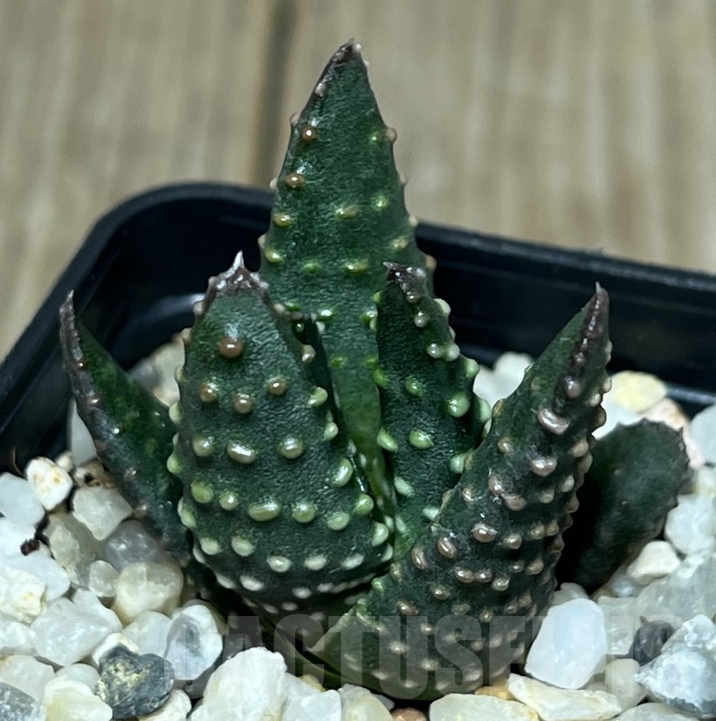 SHPR17579 Haworthia pumila SH select