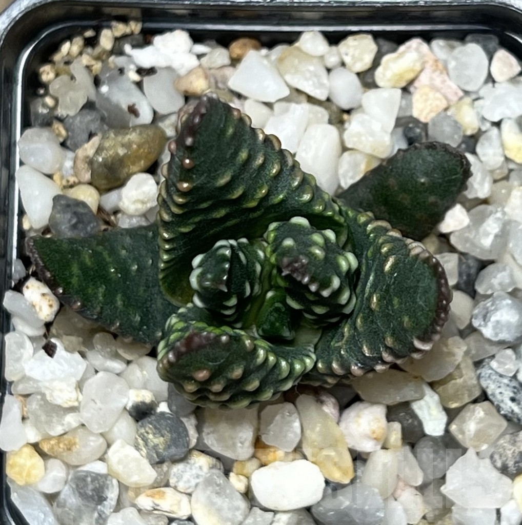 SHPR17579 Haworthia pumila SH select - Image 2
