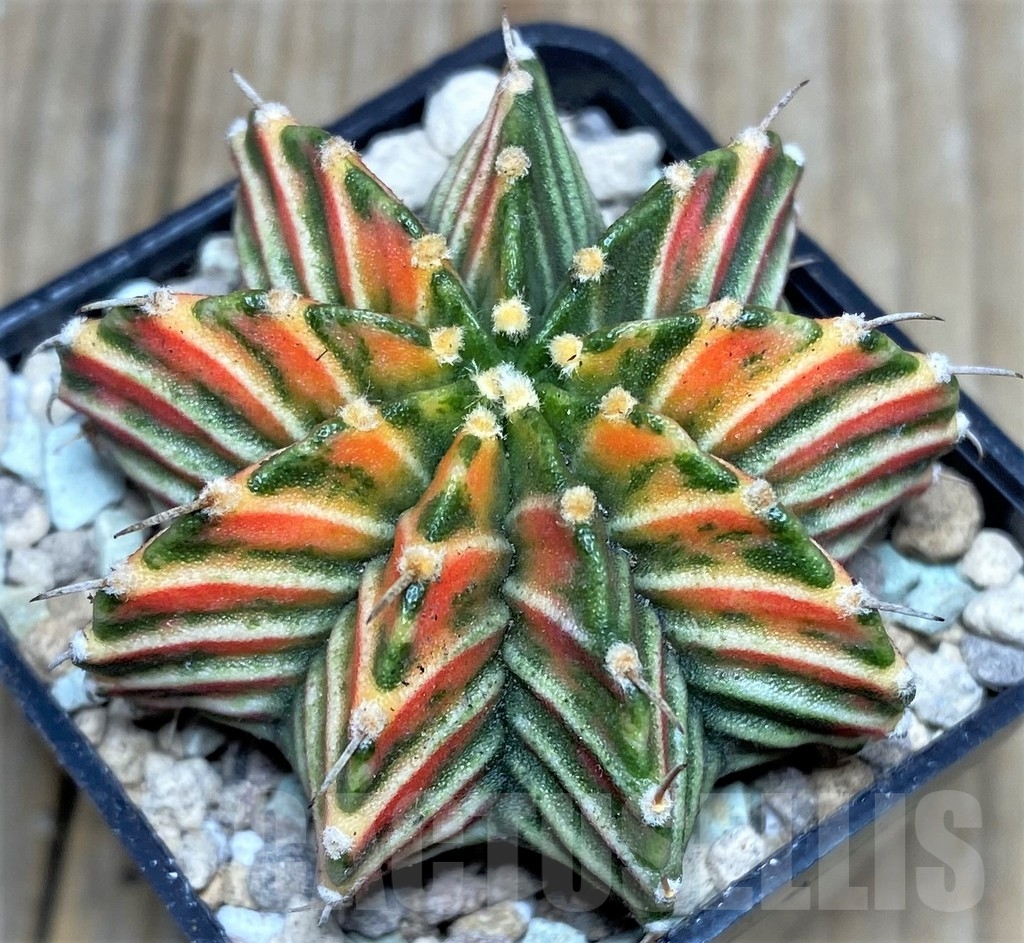 SHPR17442 Gymnocalycium friedrichii 'Agua Dulce' f. variegata - 画像 (2)