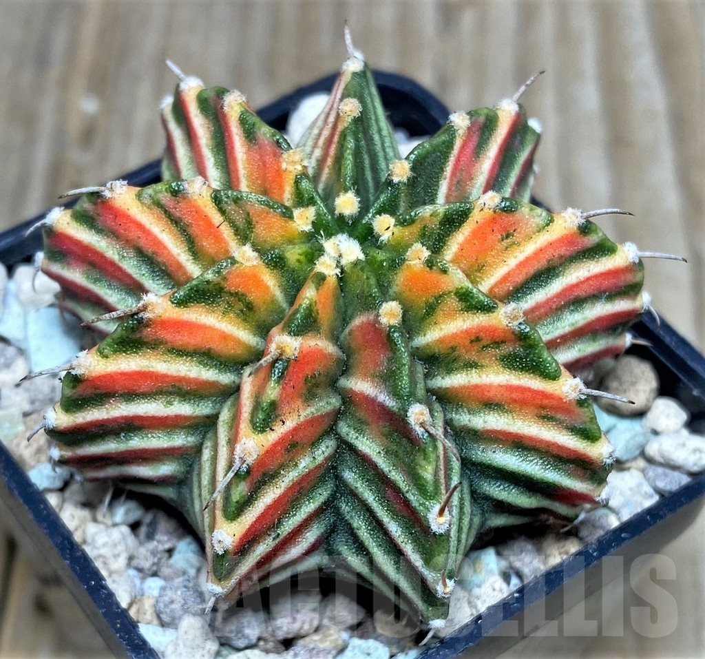 SHPR17442 Gymnocalycium friedrichii 'Agua Dulce' f. variegata