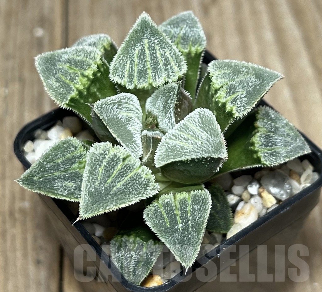 SHPR17582 Haworthia pygmaea ‘Groeslin’