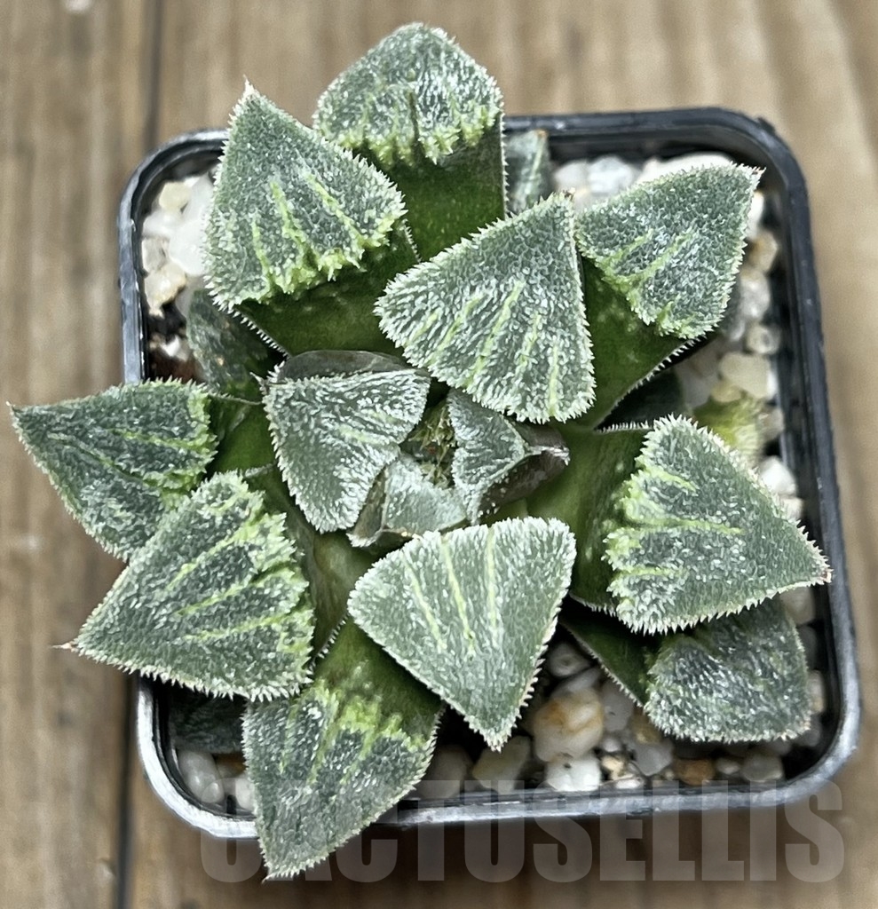 SHPR17582 Haworthia pygmaea ‘Groeslin’ - Image 2