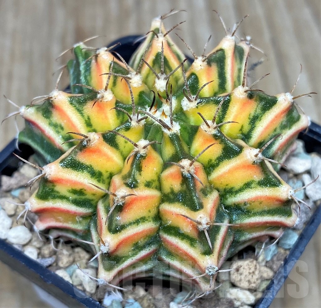 SHPR17446 Gymnocalycium mihanovichii f. variegata