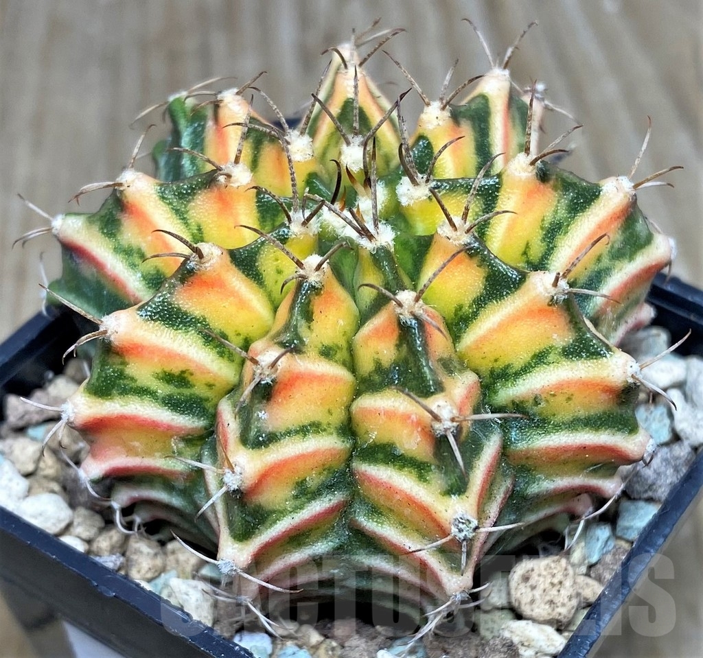 SHPR17446 Gymnocalycium mihanovichii f. variegata - Image 2
