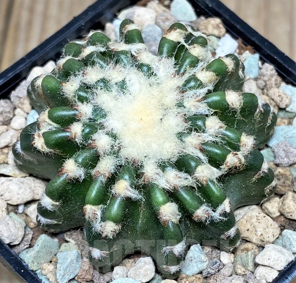 SHPR17448 Discocactus horstii - Image 2