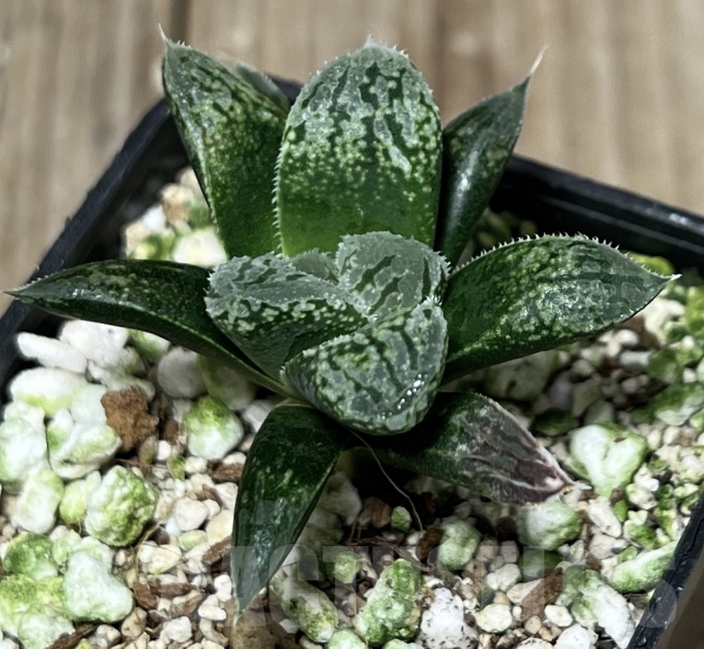 SHPR17585 Haworthia ‘Kumadori Picta’ HPC-2