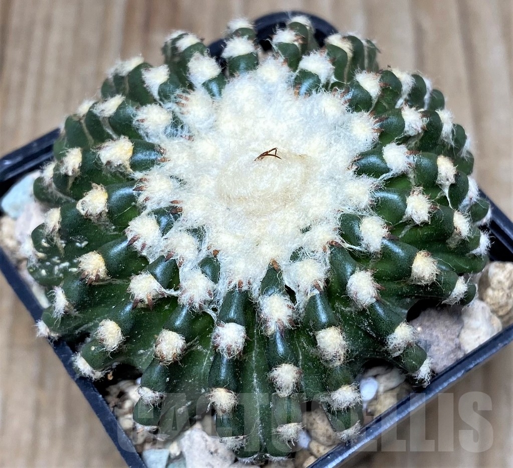 SHPR17449 Discocactus horstii - Image 2