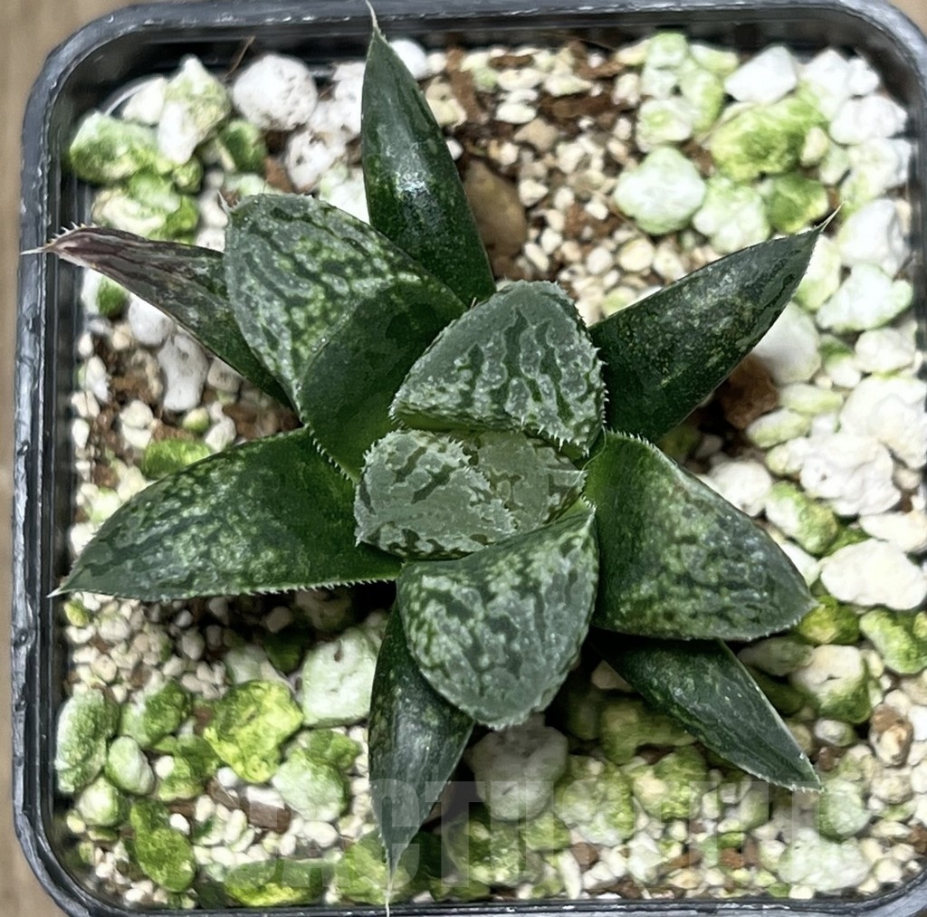SHPR17585 Haworthia ‘Kumadori Picta’ HPC-2 - Obrázek 2