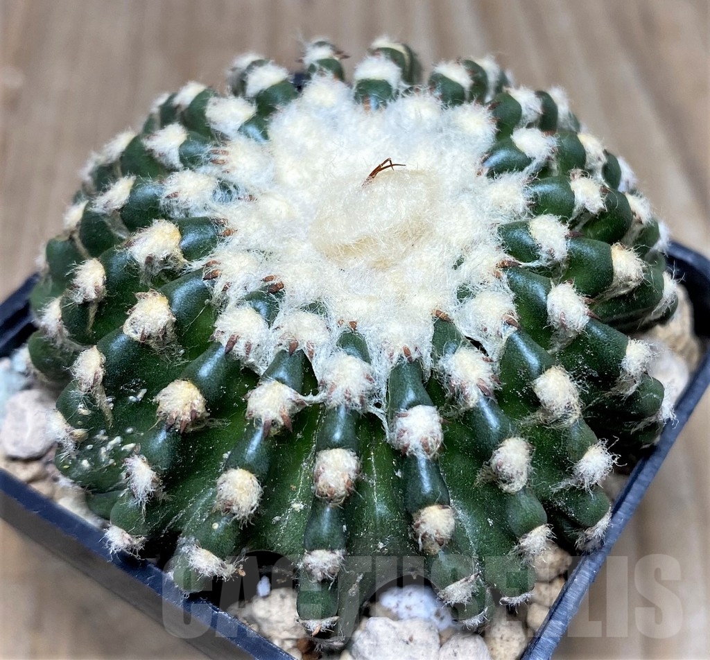 SHPR17449 Discocactus horstii