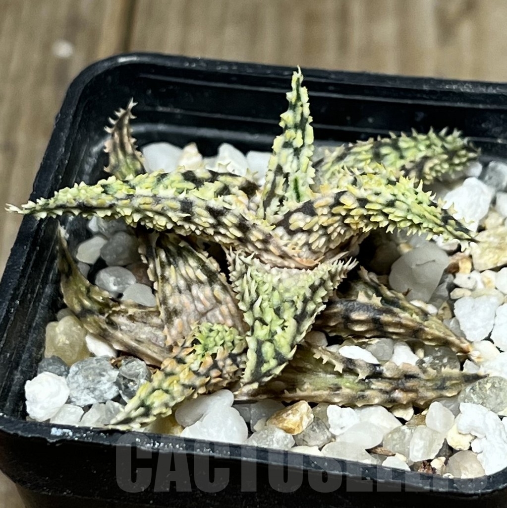 SHPR17586 Aloe hybrid