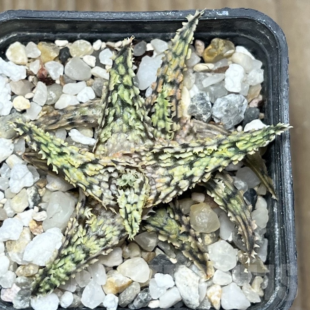 SHPR17586 Aloe hybrid - Image 2