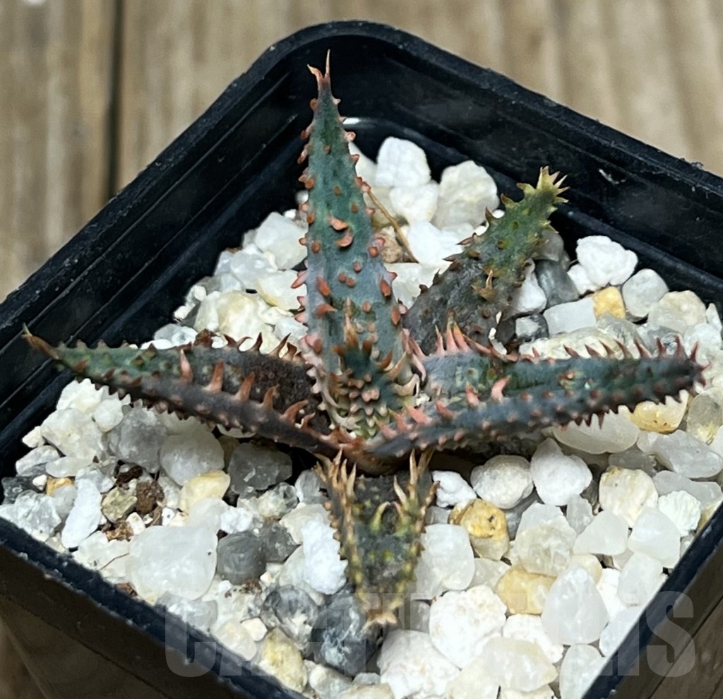 SHPR17588 Aloe hybrid TST