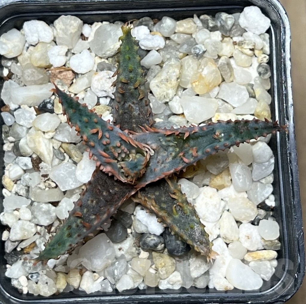 SHPR17588 Aloe hybrid TST - Image 2