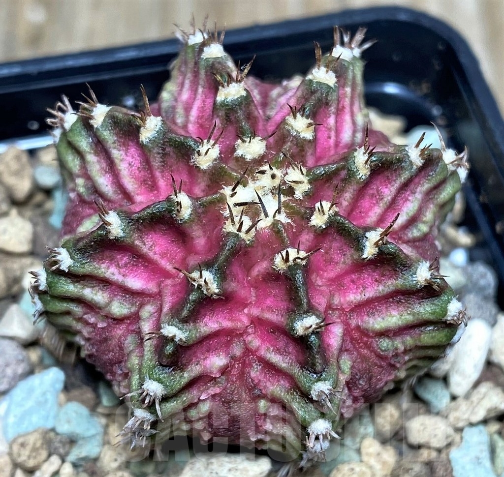 SHPR17453 Gymnocalycium mihanovichii T-lux - Image 2