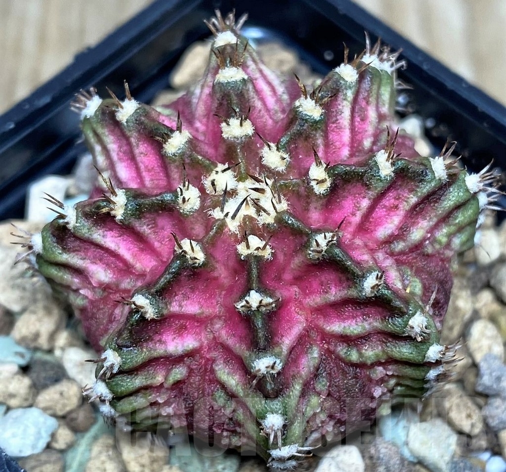 SHPR17453 Gymnocalycium mihanovichii T-lux