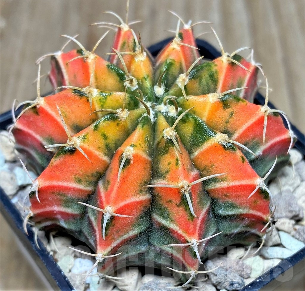 SHPR17458 Gymnocalycium friedrichii 'Agua Dulce' hybrid f. variegata