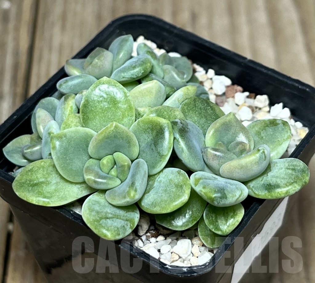 SHPR17593 Graptophytum 'Supreme Variegatum'