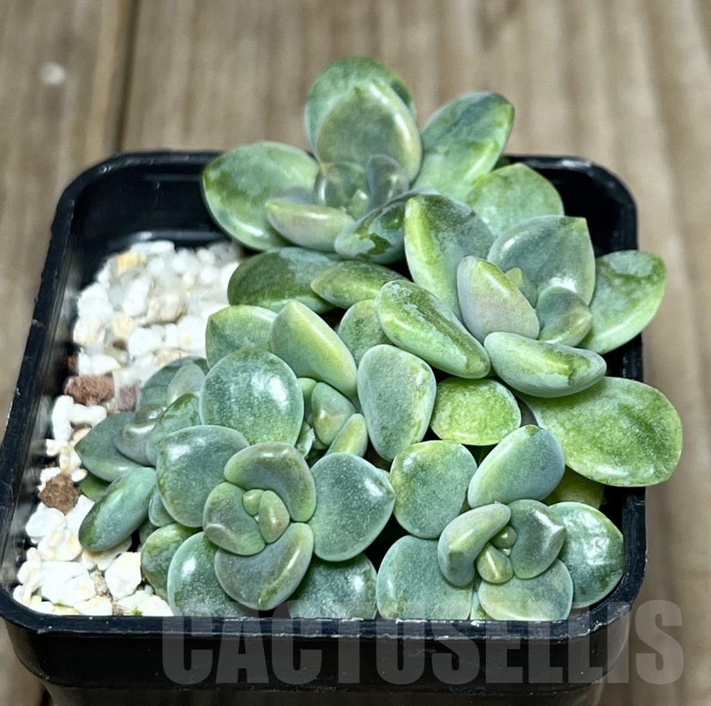 SHPR17593 Graptophytum 'Supreme Variegatum' - Image 2