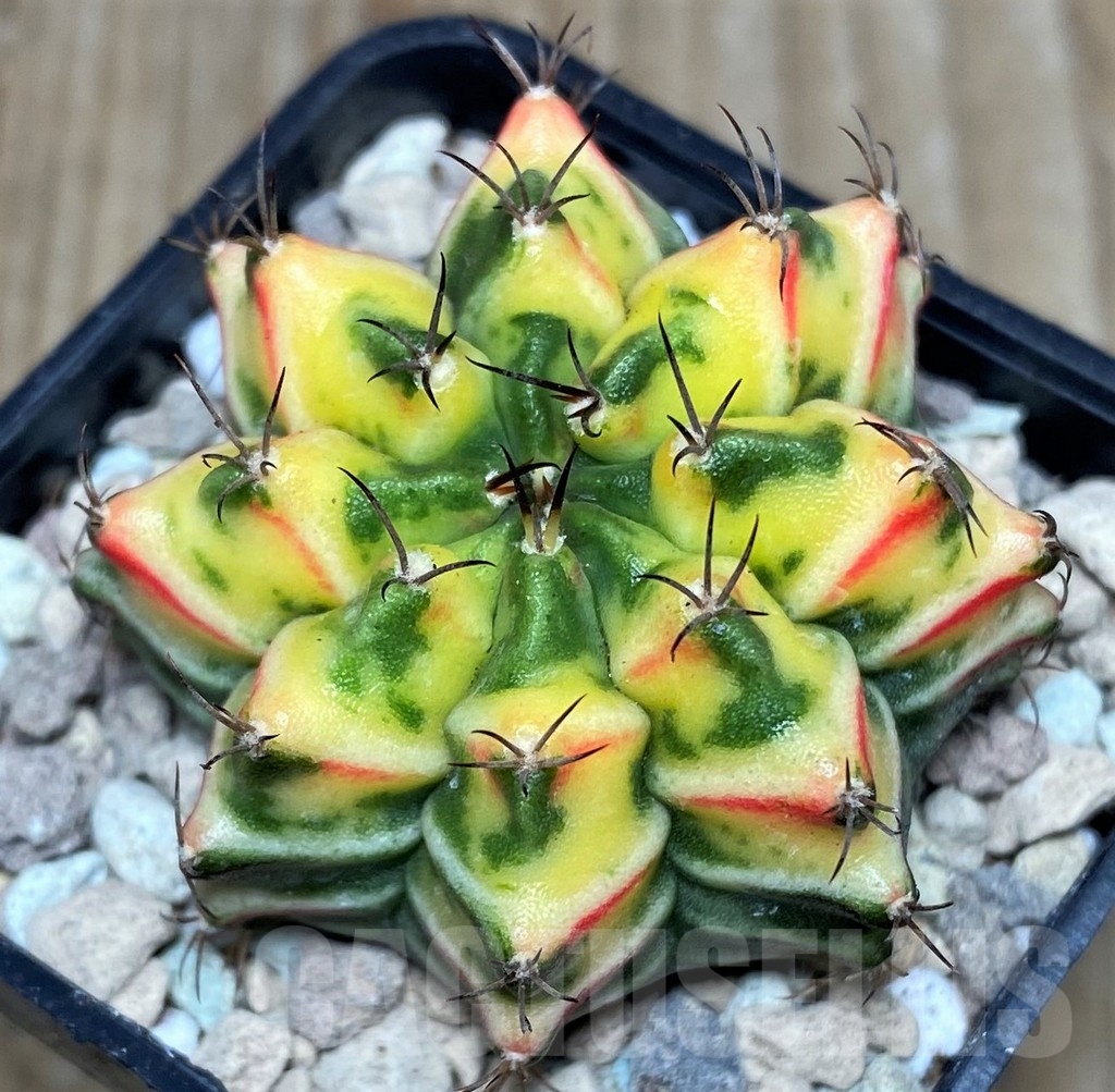 SHPR17460 Gymnocalycium friedrichii 'Agua Dulce' hybrid f. variegata - Image 2