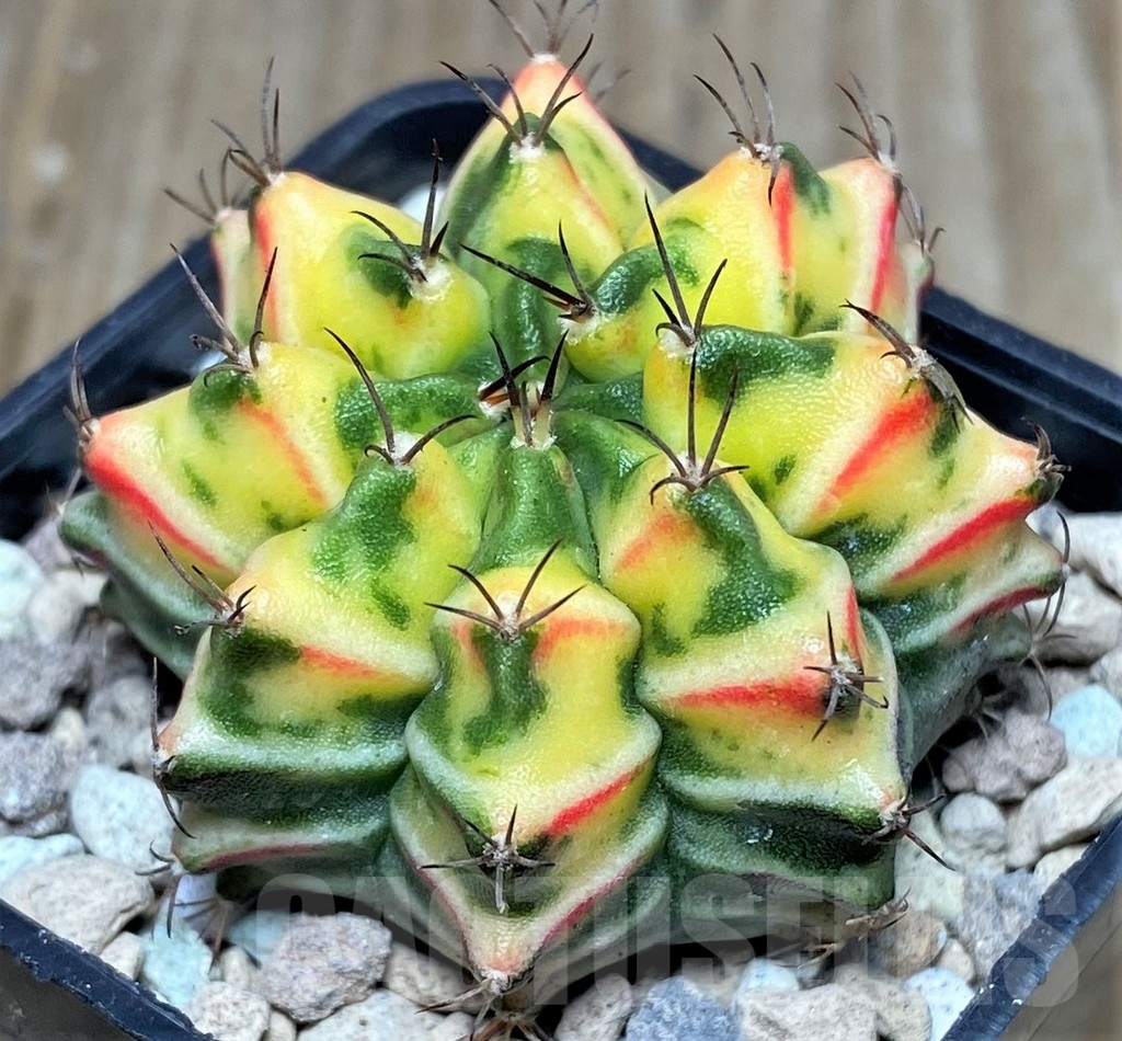 SHPR17460 Gymnocalycium friedrichii 'Agua Dulce' hybrid f. variegata