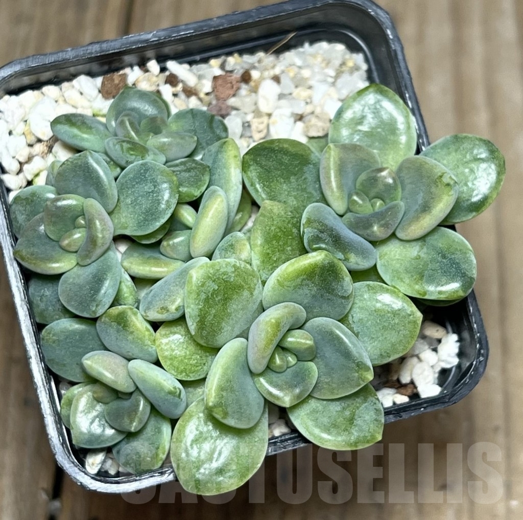 SHPR17593 Graptophytum 'Supreme Variegatum' - Image 3