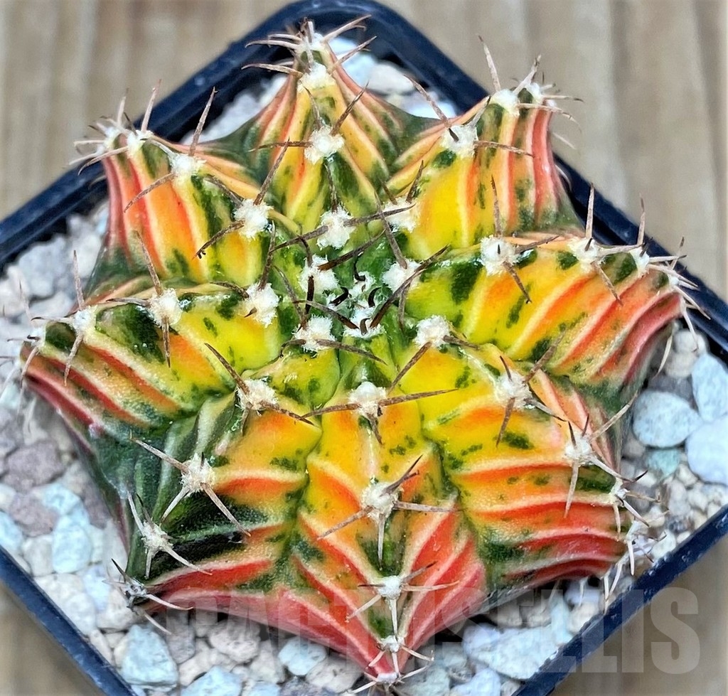 SHPR17463 Gymnocalycium friedrichii 'Agua Dulce' hybrid f. variegata