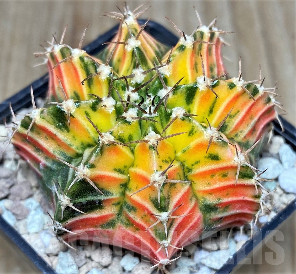 SHPR17463 Gymnocalycium friedrichii 'Agua Dulce' hybrid f. variegata - Image 2