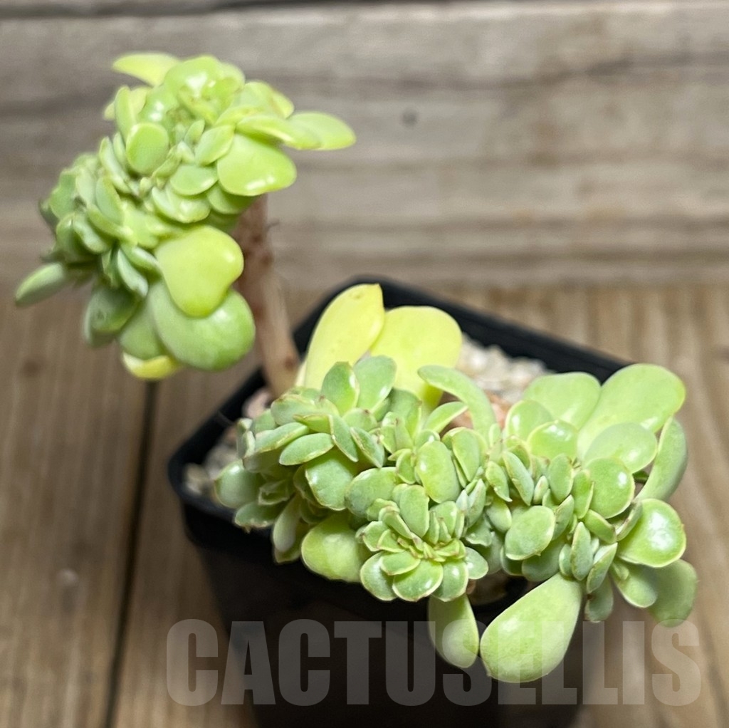 SHPR17598 Echeveria elegans f. cristata