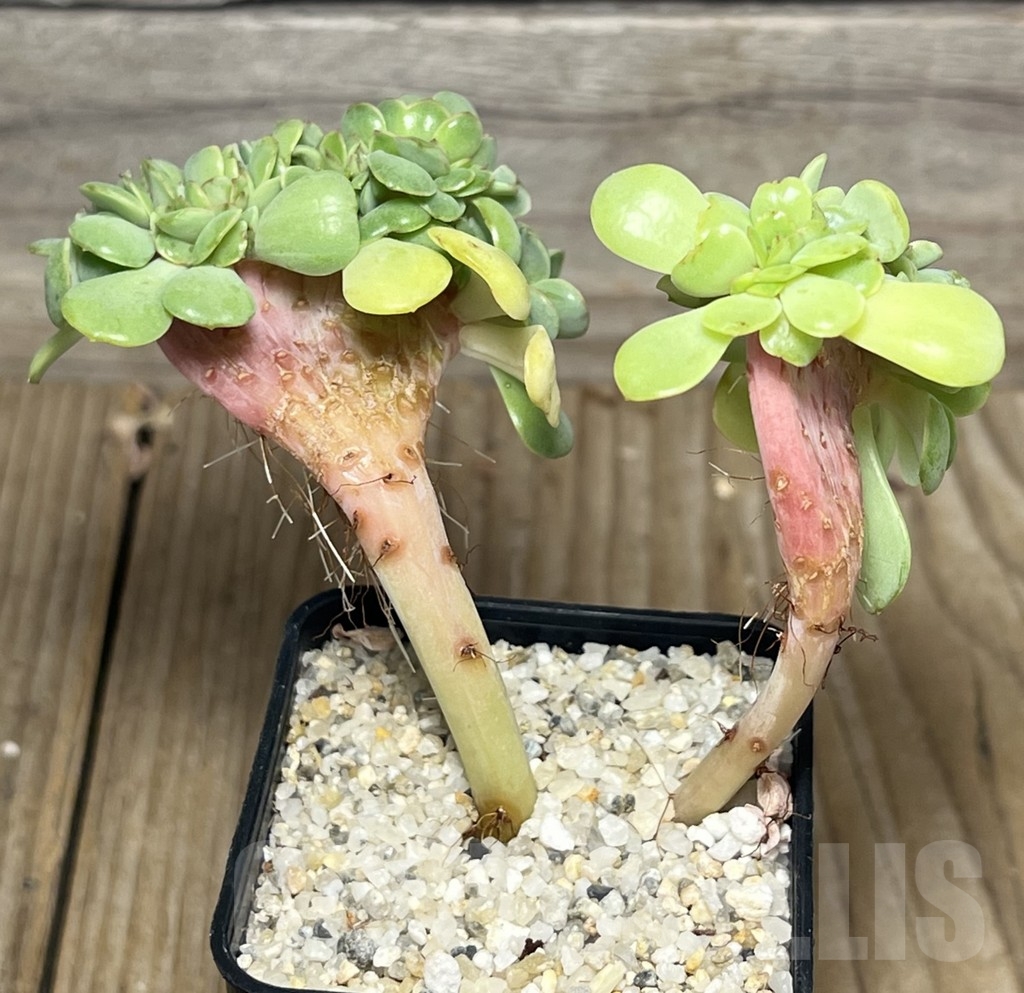 SHPR17598 Echeveria elegans f. cristata - Image 2