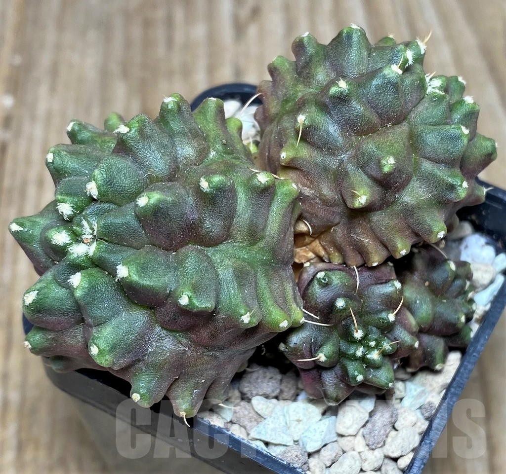 SHPR17470 Gymnocalycium mihanovichii hybrid 'Kikko' - Image 2