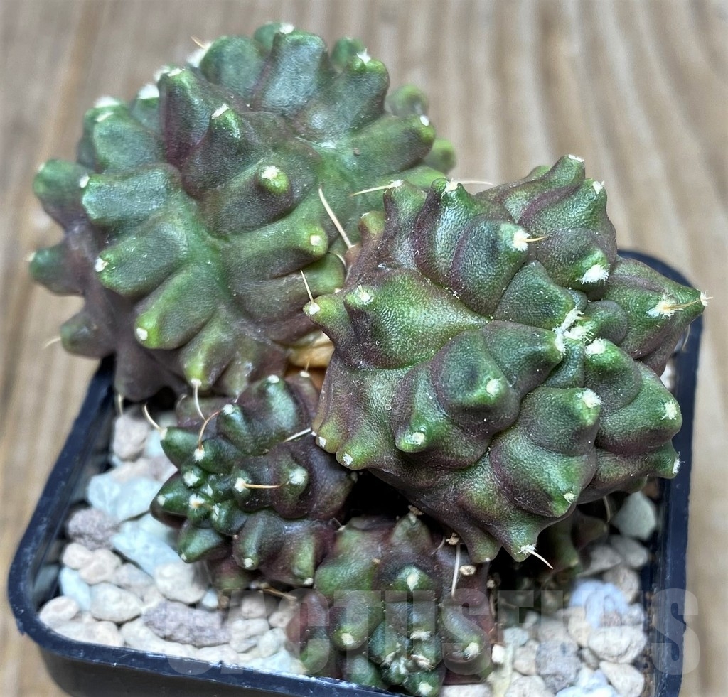 SHPR17470 Gymnocalycium mihanovichii hybrid 'Kikko'