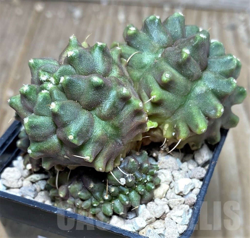 SHPR17470 Gymnocalycium mihanovichii hybrid 'Kikko' - Image 3
