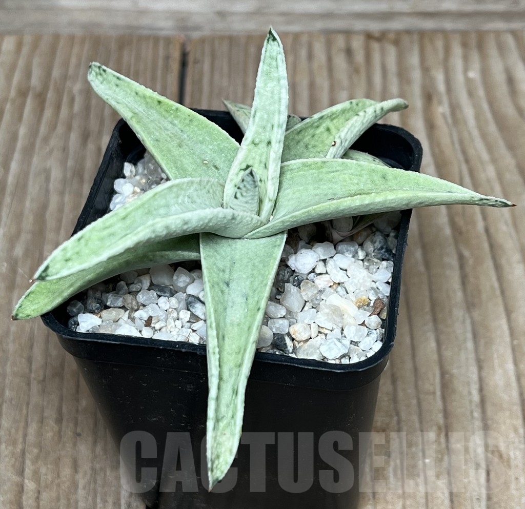 SHPR17601 Gasteraloe 'Sushak's White' - Зображення 2