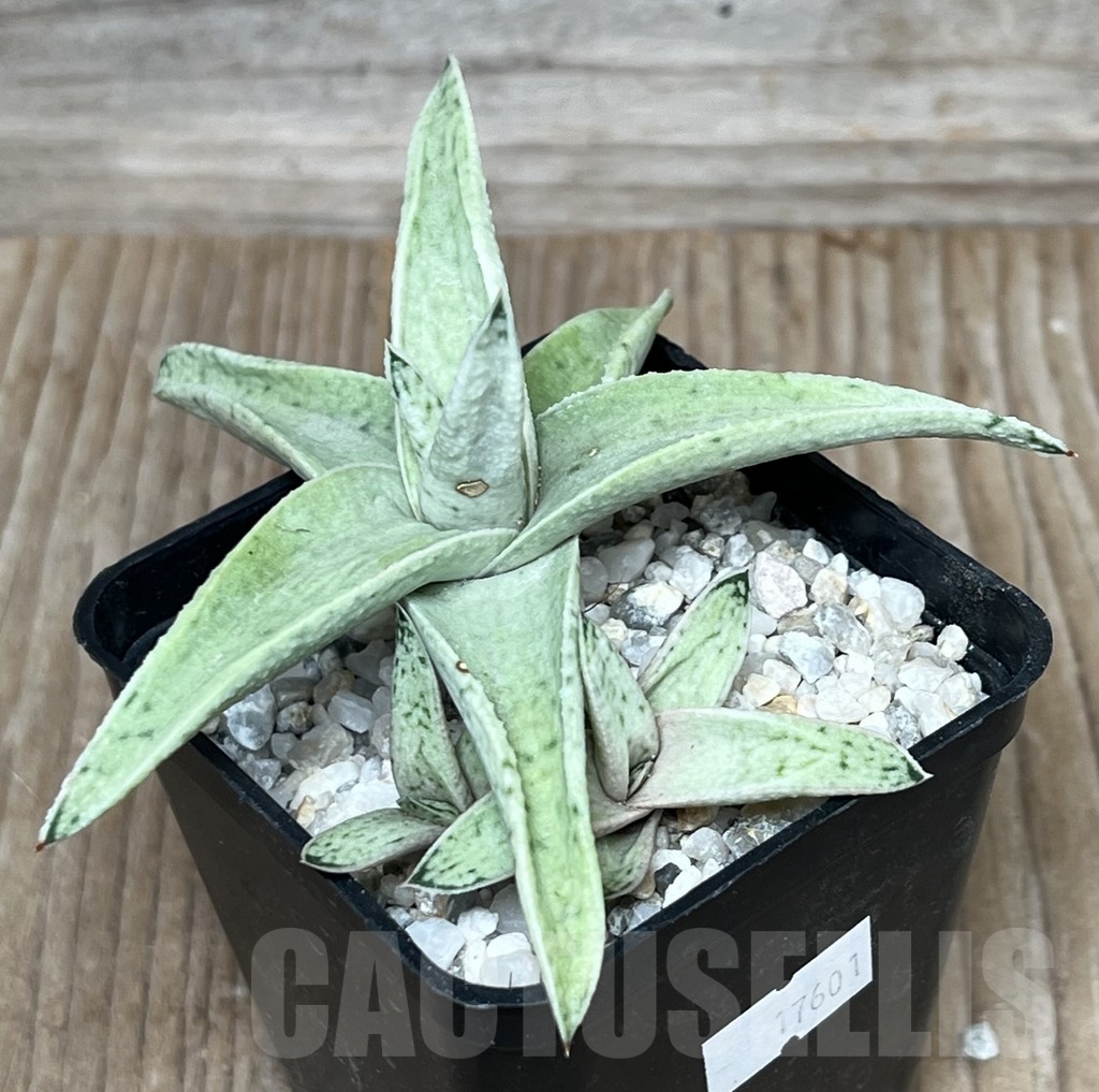 SHPR17601 Gasteraloe 'Sushak's White'