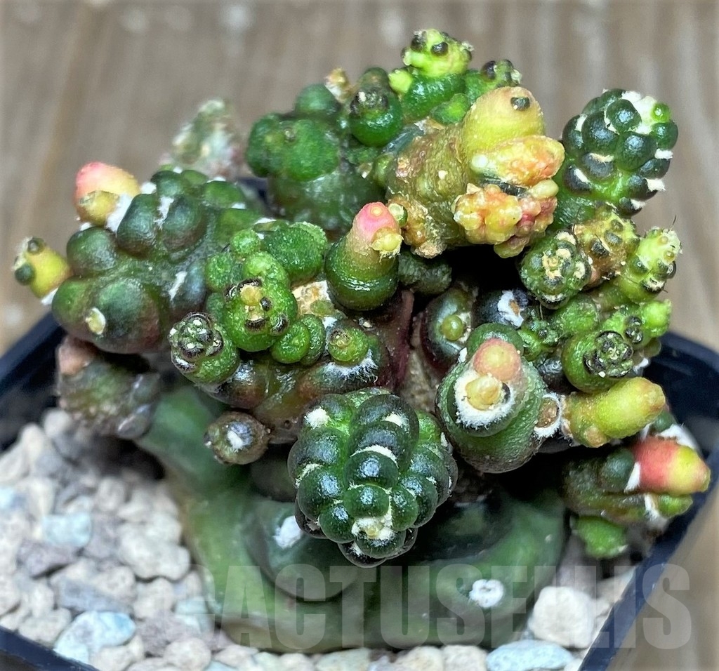 SHPR17472 Gymnocalycium mihanovichii hybrid 'Transformer'