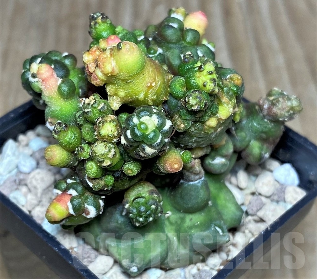 SHPR17472 Gymnocalycium mihanovichii hybrid 'Transformer' - Image 2