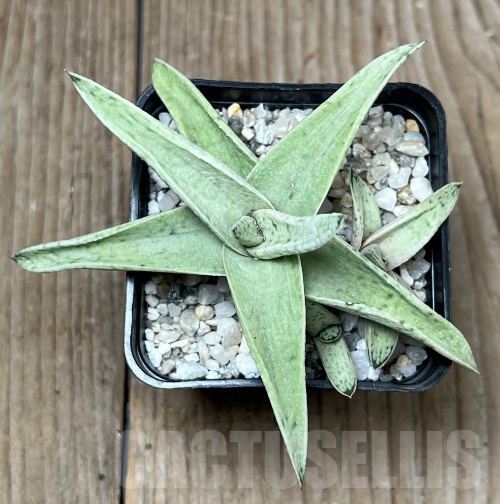 SHPR17601 Gasteraloe 'Sushak's White' - Зображення 3