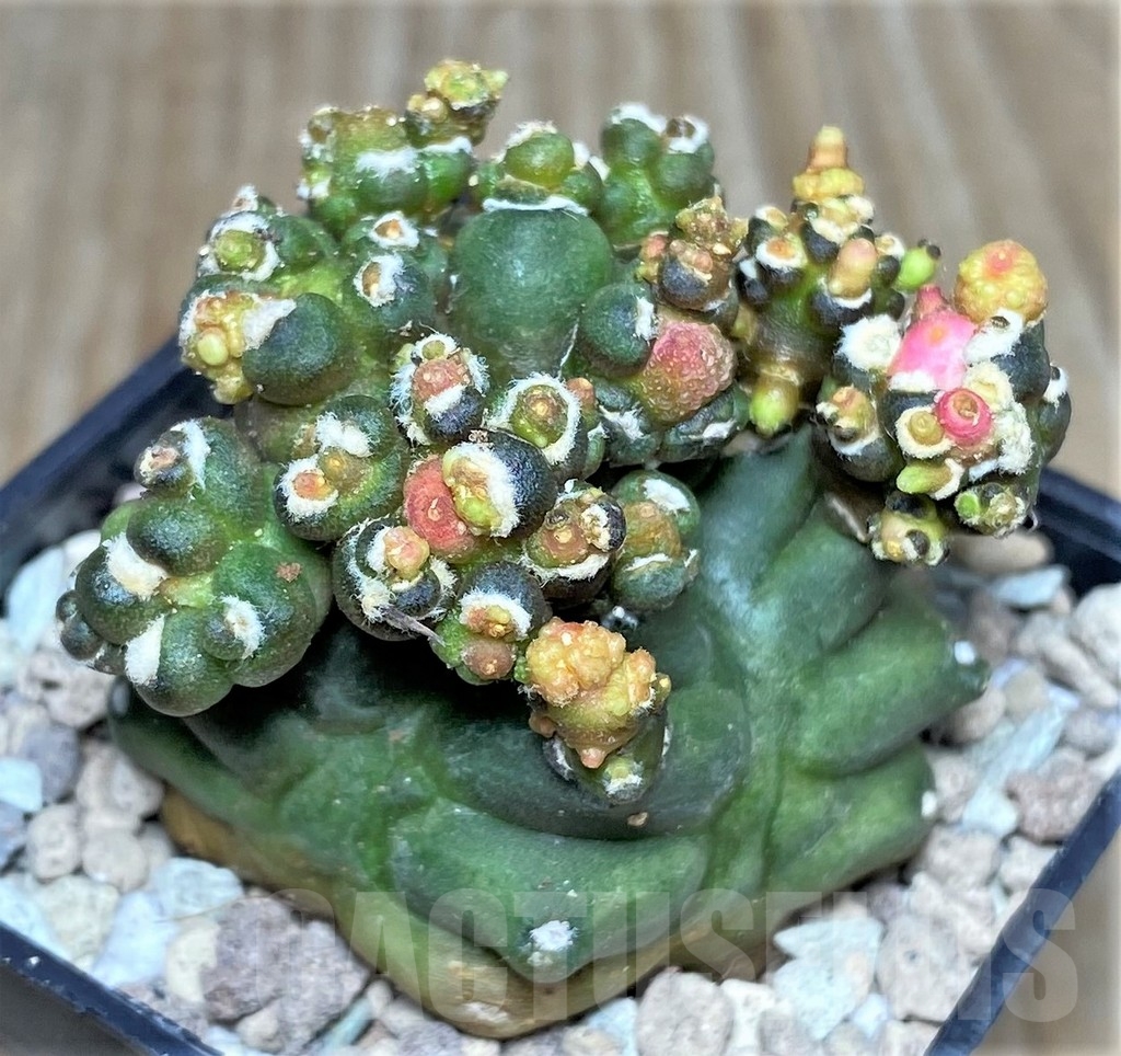 SHPR17473 Gymnocalycium mihanovichii hybrid 'Transformer' - Image 2