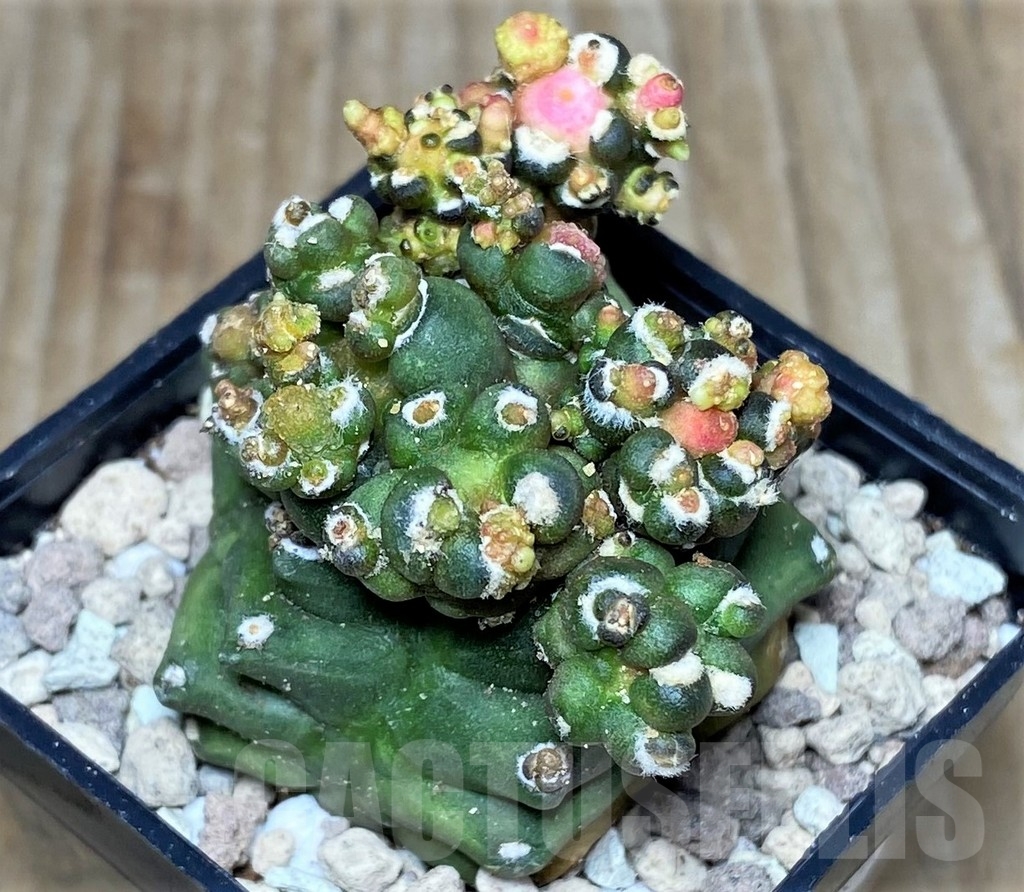 SHPR17473 Gymnocalycium mihanovichii hybrid 'Transformer'