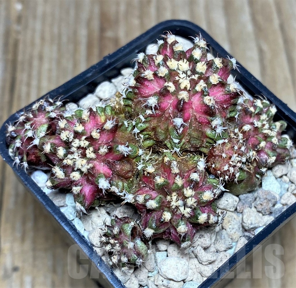 SHPR17475 Gymnocalycium mihanovichii T-rex hybrid - Image 2