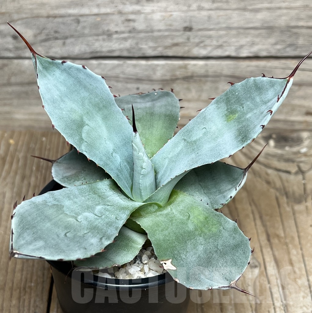 SHPR17605 Agave parryi v. truncata, Ronde Huntington Form