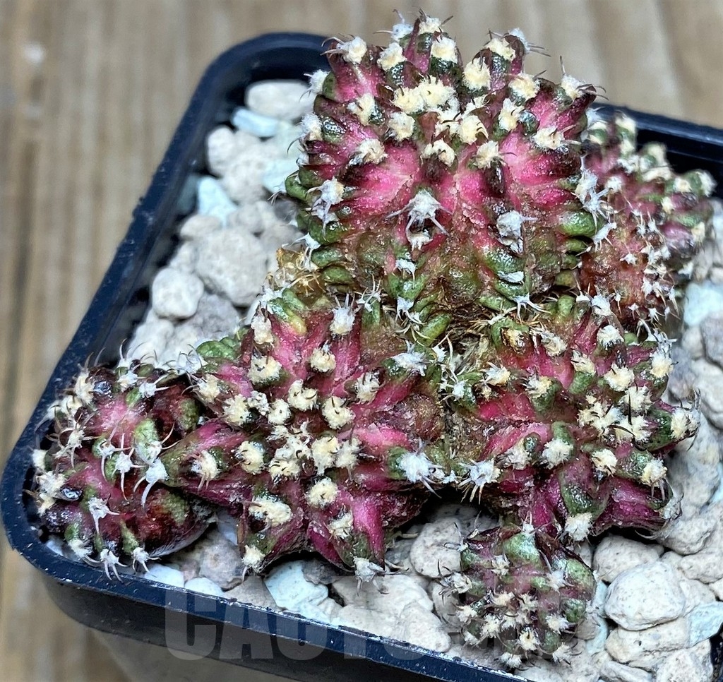 SHPR17475 Gymnocalycium mihanovichii T-rex hybrid